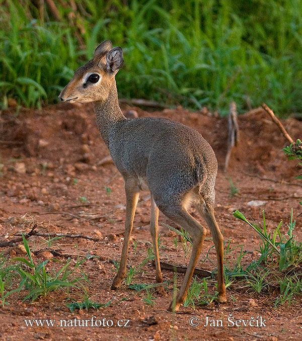 Kirks dikdik