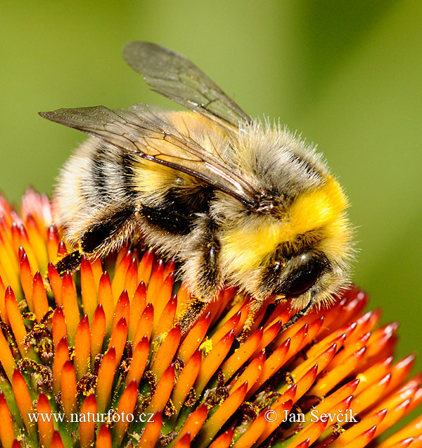 Kleine aardhommel