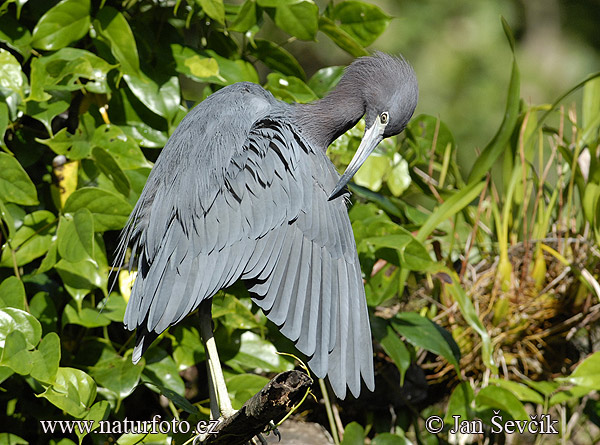 Kleine blauwe reiger
