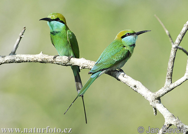 Kleine groene bijeneter