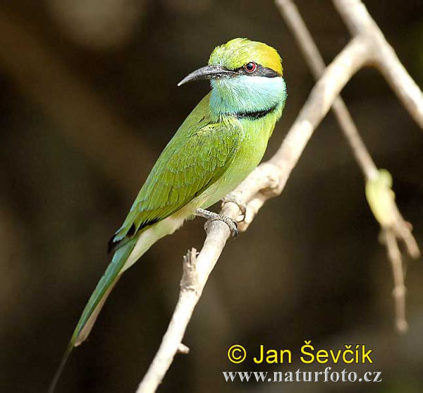 Kleine groene bijeneter