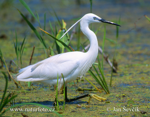 Kleine zilverreiger