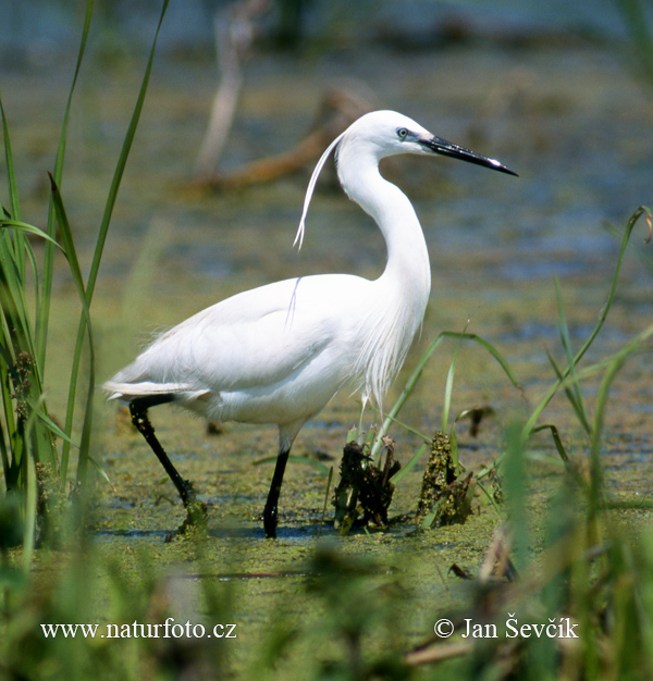 Kleine zilverreiger