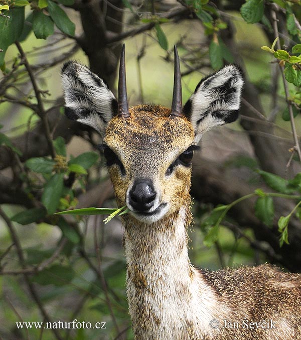 Klipspringer