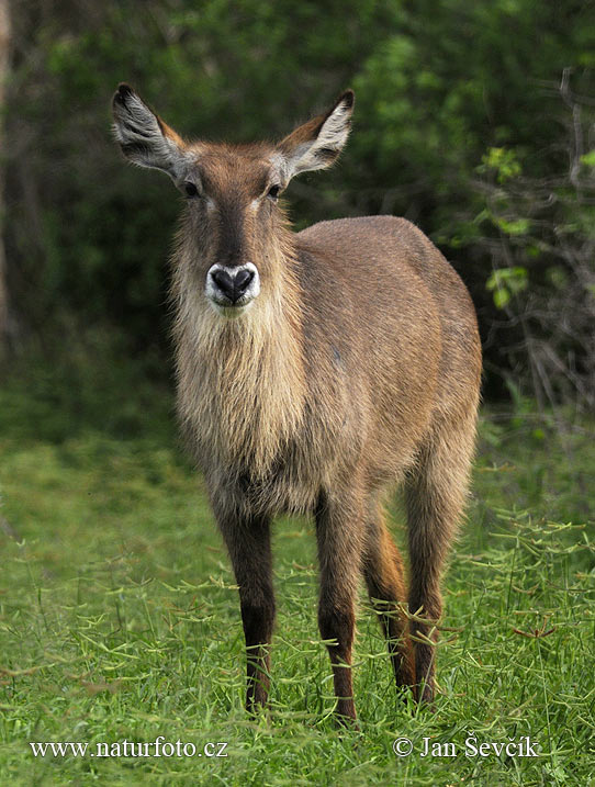 Kob śniady