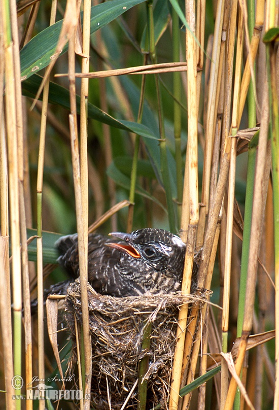 Koekoek vogel