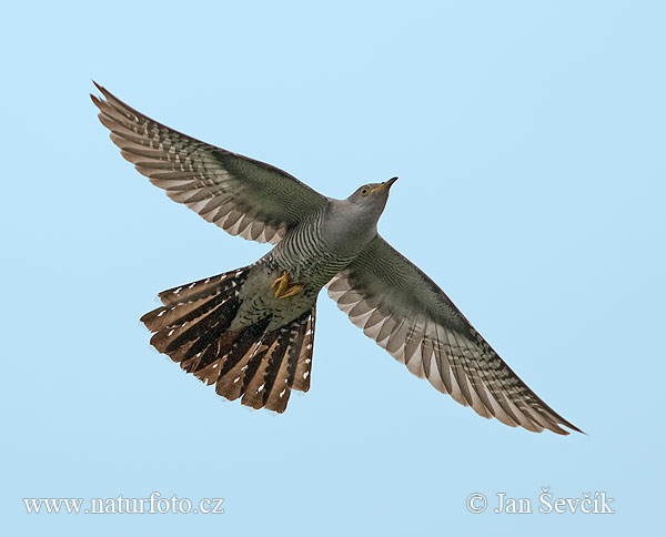 Koekoek vogel