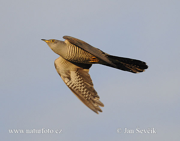 Koekoek vogel