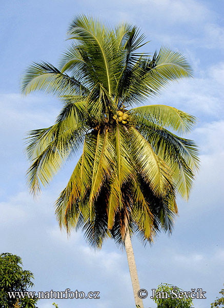 Kokos palması