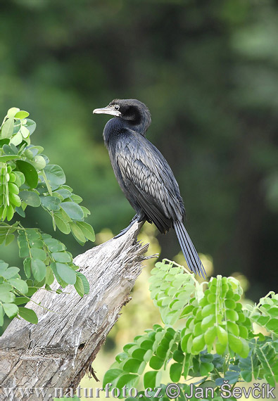 Kormoran skromny