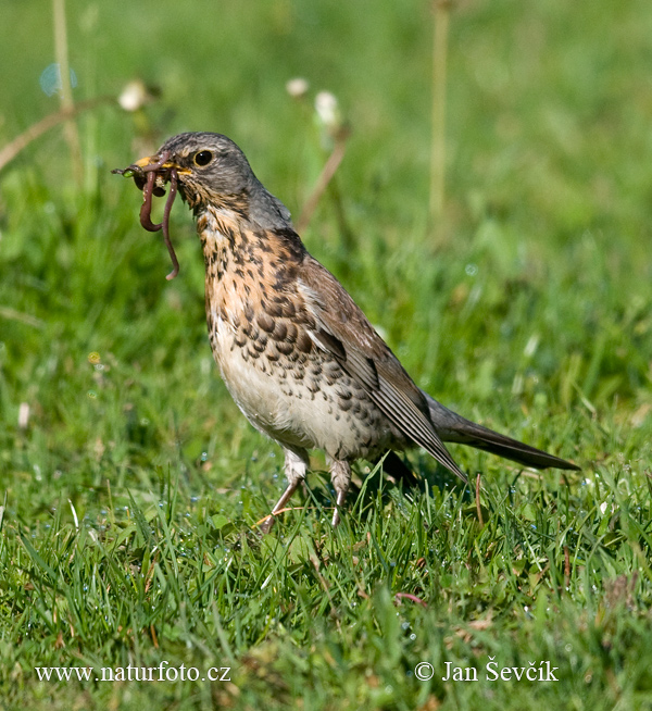 Kramsvogel