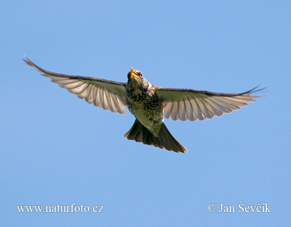 Kramsvogel