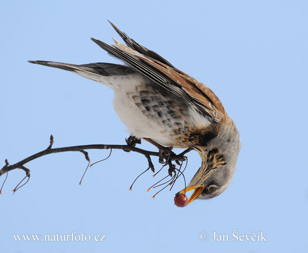 Kramsvogel