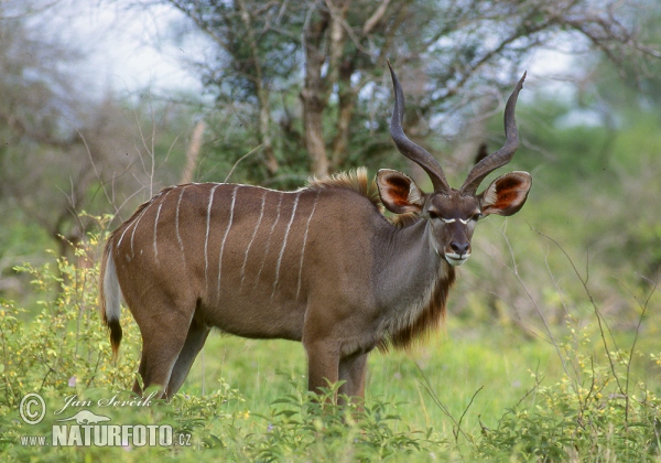 Kudu (Tragelaphus strepsiceros)