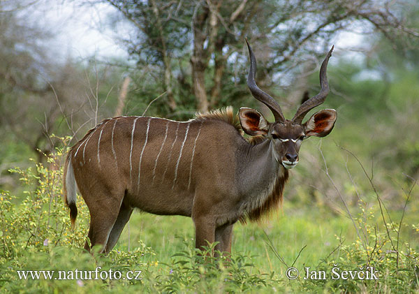 Kudu wielkie