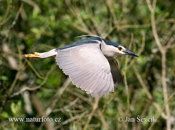 Kwak vogel