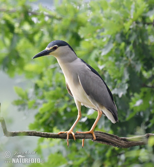 Kwak vogel