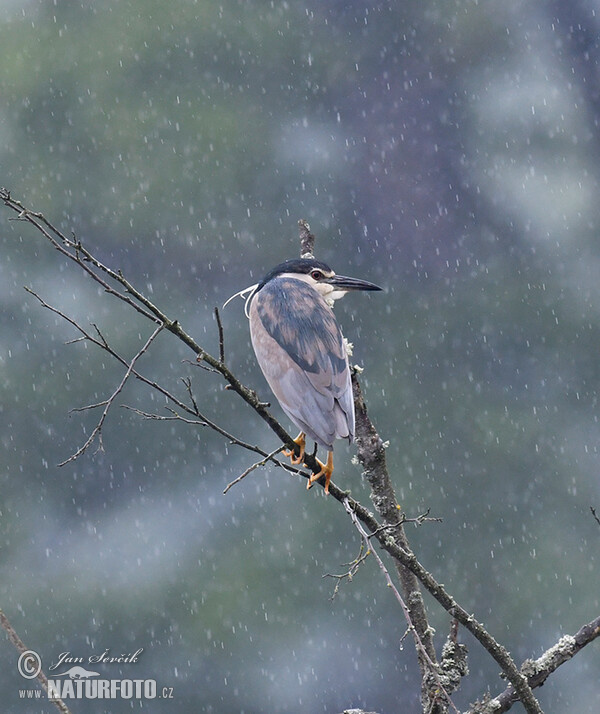 Kwak vogel