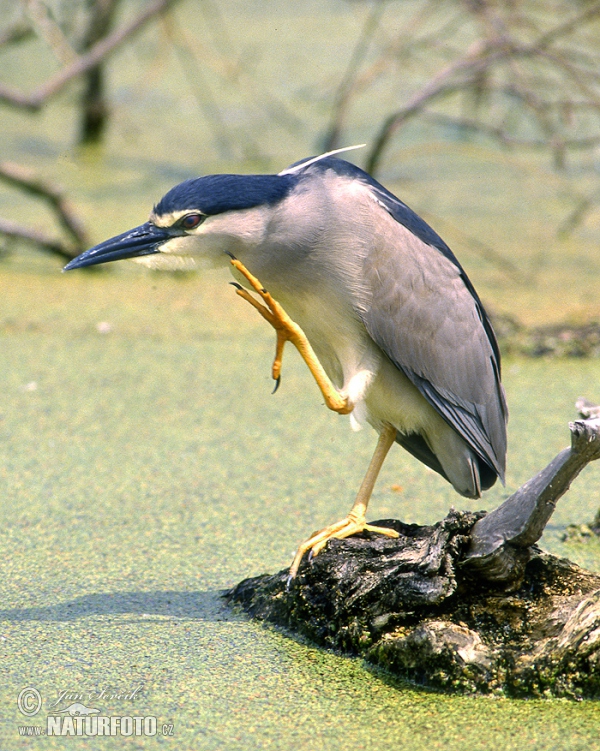 Kwak vogel