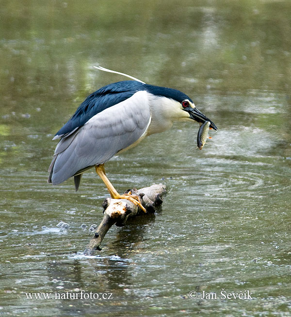 Kwak vogel