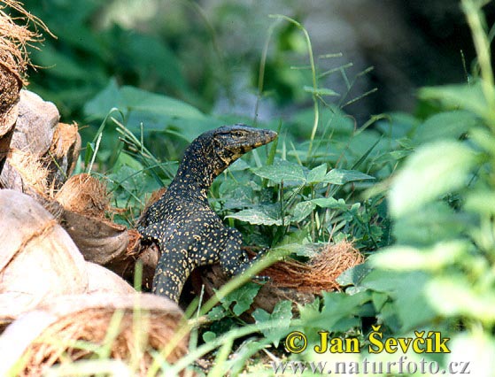 Kỳ đà hoa