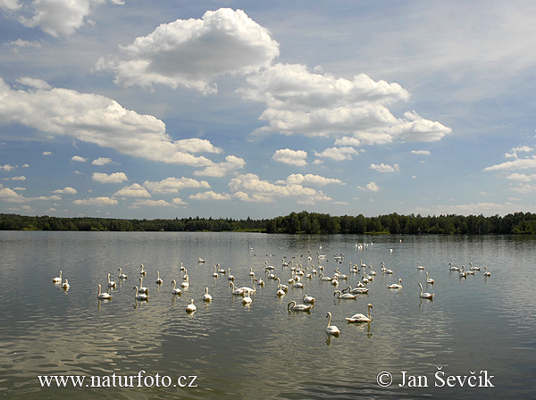 Łabędź niemy