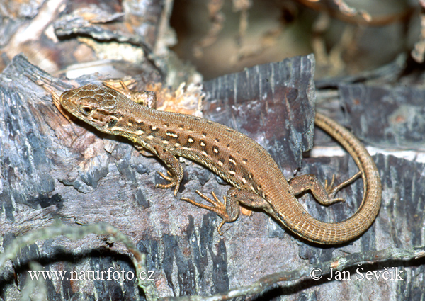 Lagarto ágil