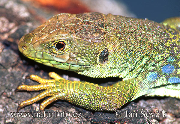 Lagarto ocelado