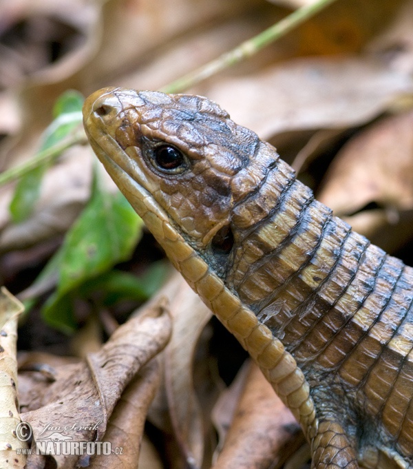 Lagarto plateado de Sudán