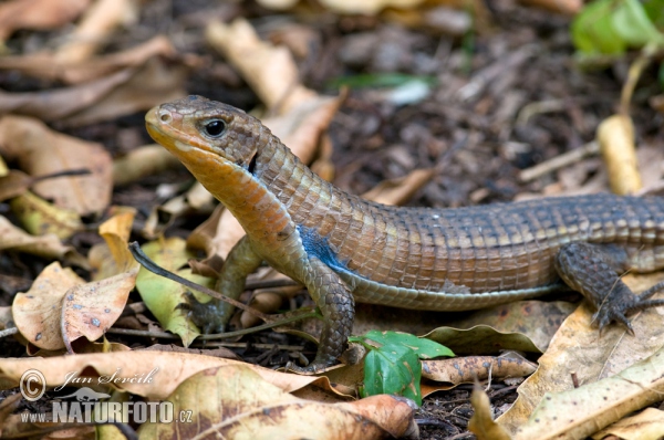 Lagarto plateado de Sudán