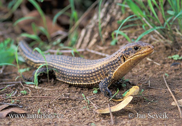 Lagarto plateado de Sudán