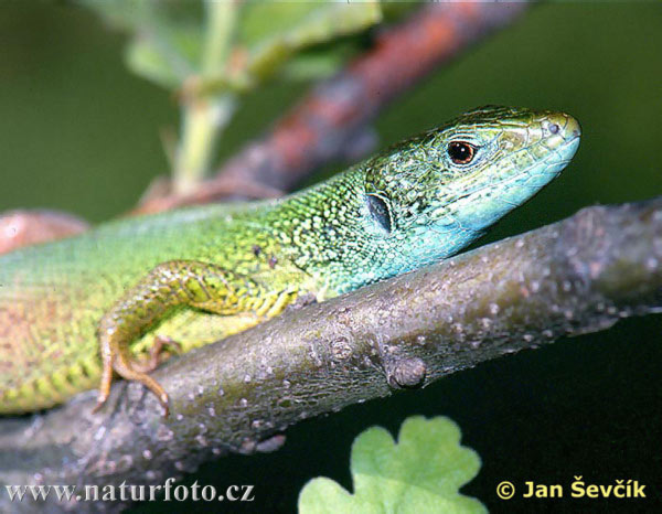 Lagarto verde oriental