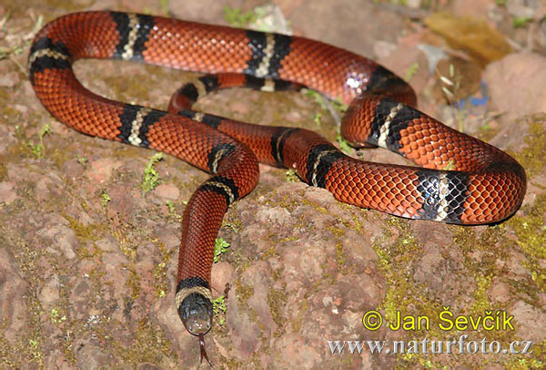 Lampropeltis triangulum