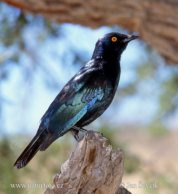 Lamprotornis nitens