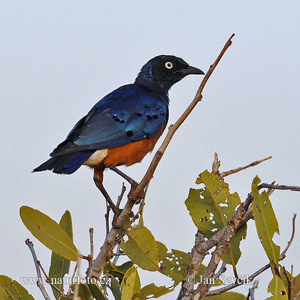 Lamprotornis superbus