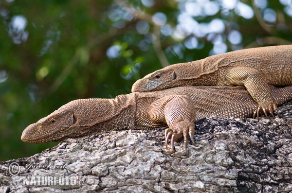 Land Monitor (Varanus bengalensis)