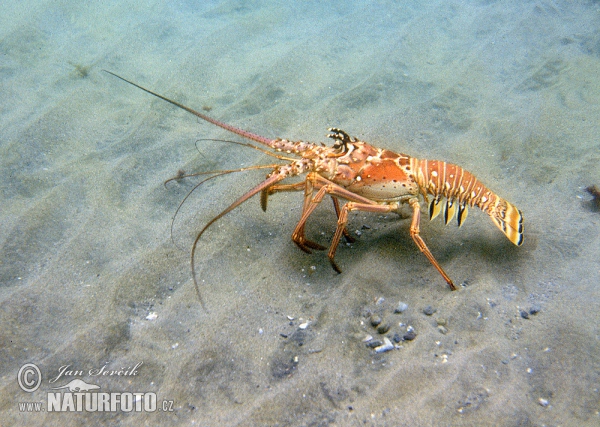 Langosta común del Caribe