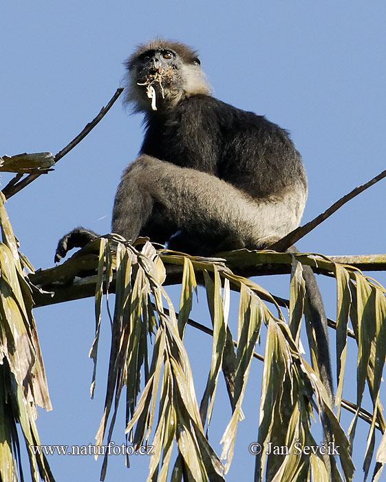 Langur de cara porprada