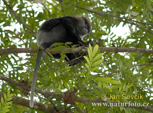 Langur de cara porprada