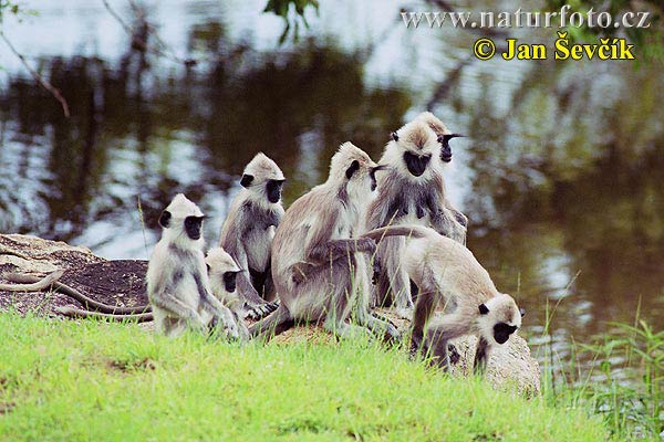 Langur gris comú