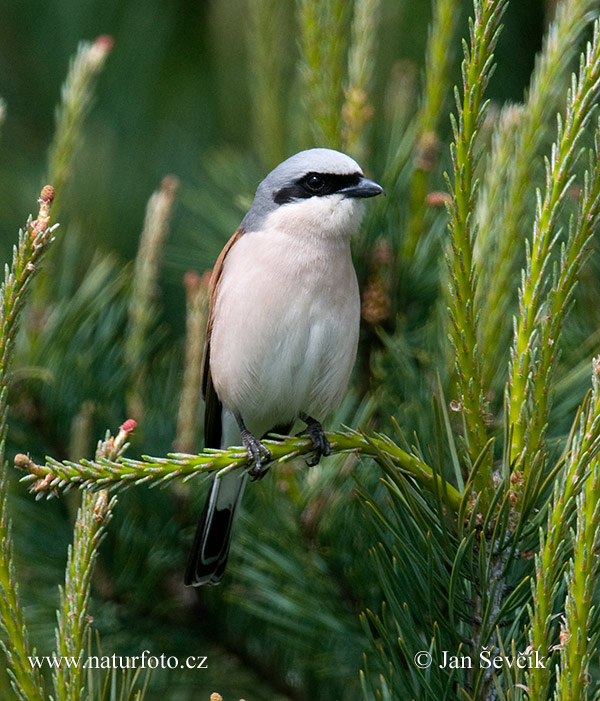 Lanius collurio