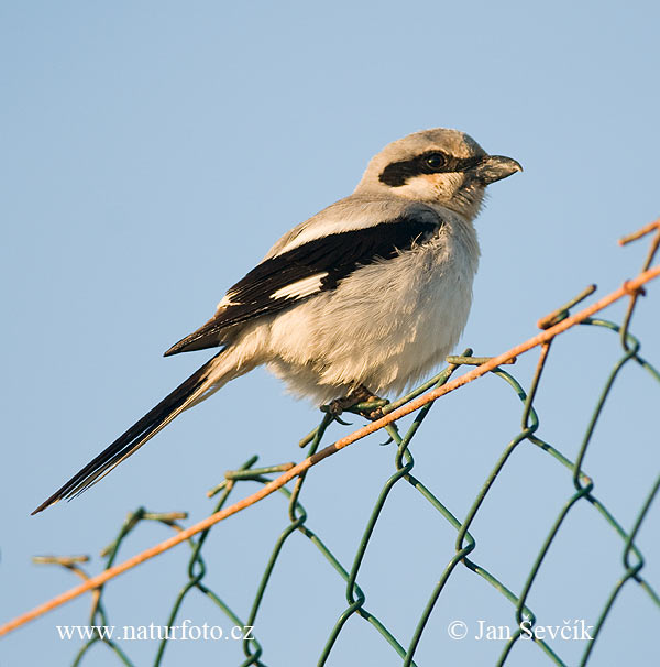 Lanius meridionalis