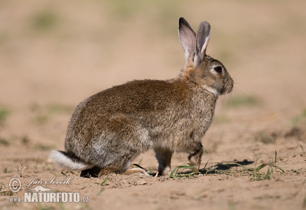 Lapin de garenne