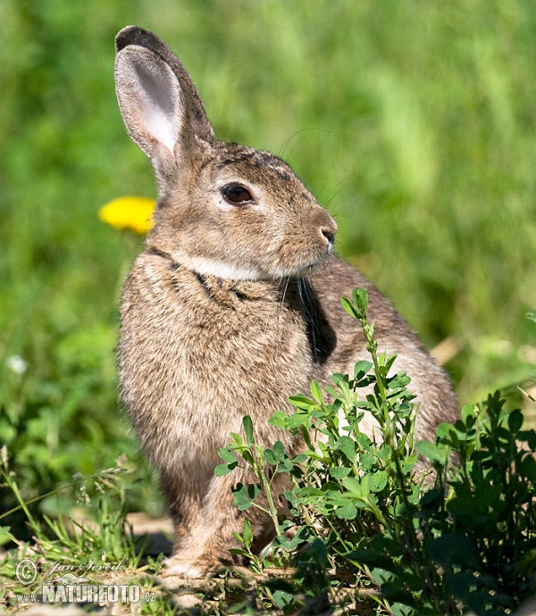 Lapin de garenne