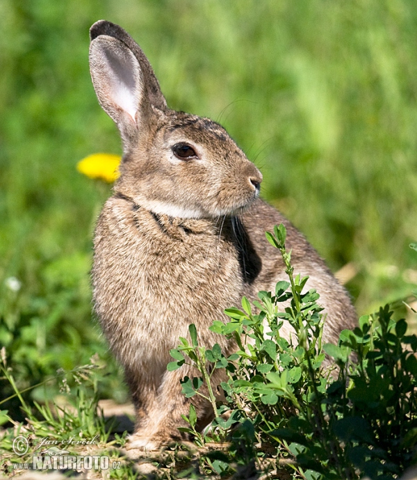 Lapin de garenne