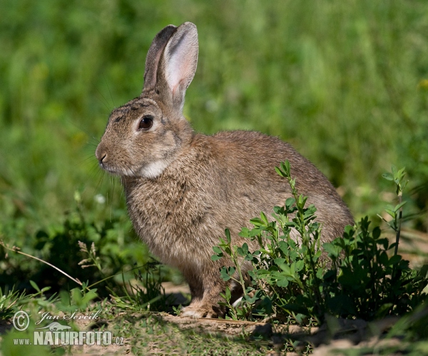 Lapin de garenne