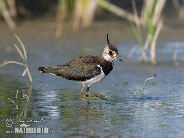 Lapwig (Vanellus vanellus)