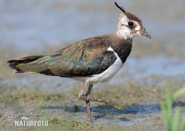 Lapwig (Vanellus vanellus)