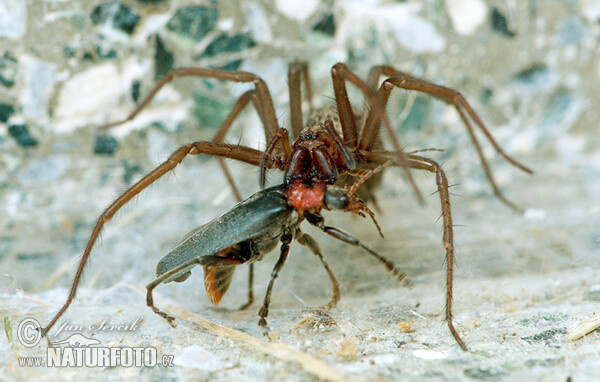 Large House Spider (Eratigena atrica)