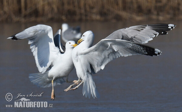 Larus cachinnans